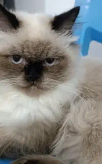 گربه هیمالین نر برای جفت گیری