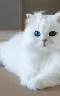 گربه سفید پشمالو نژاد پرشین