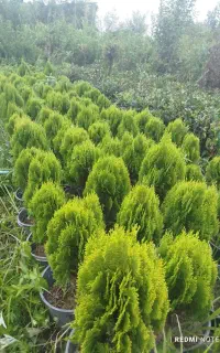 کامیس فشرده