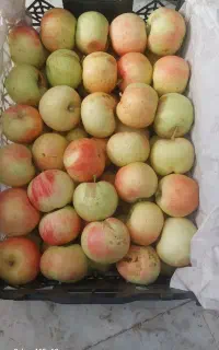 بهاره سیب شیرین