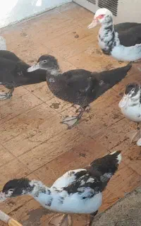 جوجه اردک اسراییلی ۲ ماهه و ۱۰ روزه