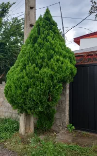 کامیس نوکدار برای قلمه گیری