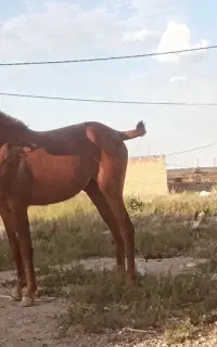 اسب کورد