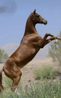 اسب اصیل ترکمن