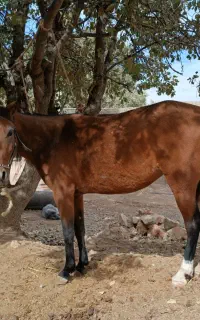 ماده ترکی اسب