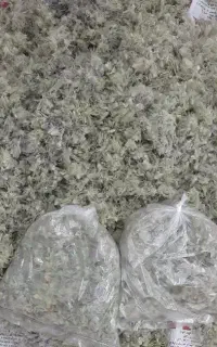 پشمینه(چای کوهی)