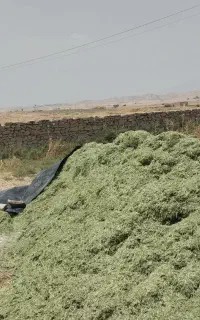 کاه یونجه ذرت با کیفیت بالا