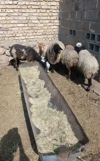 ‌۶عدد میش