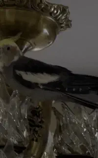 عروس هلندی نژاد مرواریدی گمشده