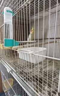 دوجفت دوکت به شرط مولد