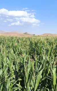ذرت علوفه ای