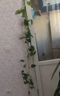 فروش گلهای طبیعی زیبا وقشنگ