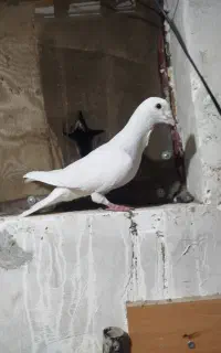 کبوتر فری