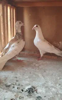 کبوترسرورنوک گنده سار