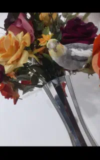 عروس هلندی گم شده