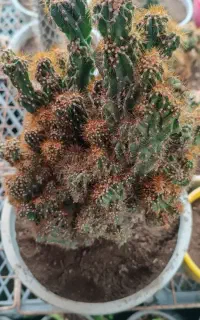 کاکتوس صخره ای