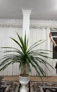 گل ارەای