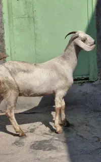 بز دورگ آبستن وکهر نر پارسالش،چاق چاق ا کاکی