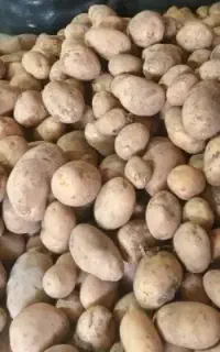 سیب زمینی زرد درجه یک