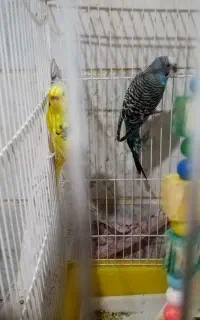 فروش مرغ عشق