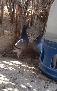 کبوتر خوب دو عدد