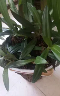 گل یوسف درگهواره