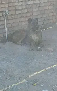 سگ گله
