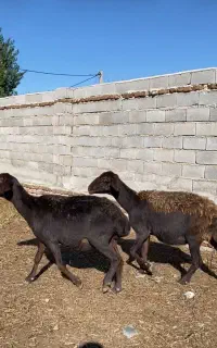 گوسفند میانسال آبستن