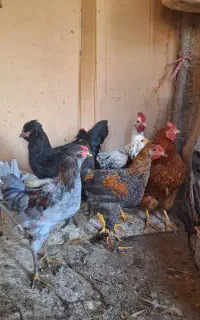 خروس گلین