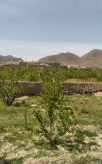 فروش زرشک