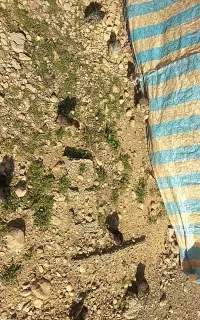 تعدادی جوجه محلی اصل یه ماهه
