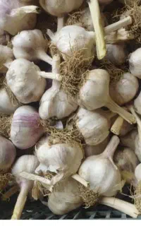 سیر درجه یک بذری