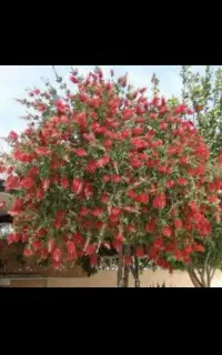 نهال ازگیل ژاپنی.شیشه شور.انجیرگلابی