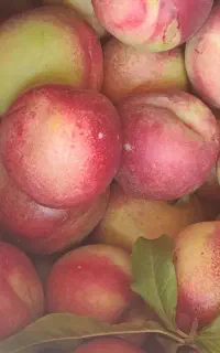 شلیل تازه