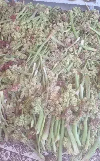 ریواس درجه ۱