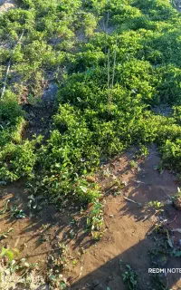 نشاِگوجه انجیری درجه یک