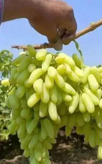 فروش انگور ردگلوپ