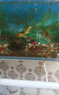 آکواریوم همراه بادوعددماهی گیاه خوار عالی