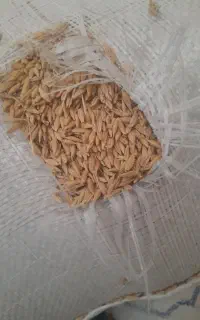 جویم.۴تن جو بذری گونی کرده