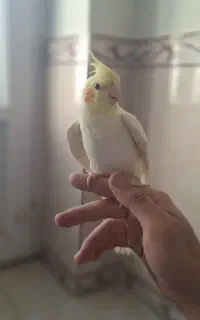 عروس هلندی بالغ نر