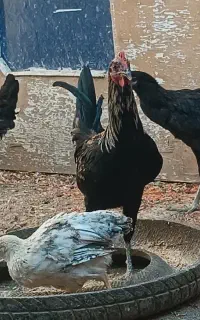 خروس