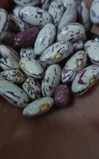 لوبیا چیتی
