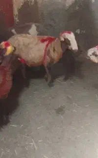 بره نر