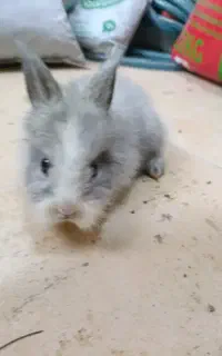 خرگوش لوپ رایگان