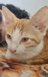 بچه گربه نازک نارنجی