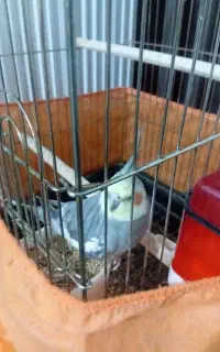 عروس هلندی ماده