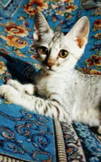 گربه خانگی مصری