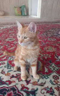 گربه تربیت شده