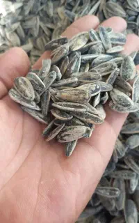 تخمه نمکی خوی