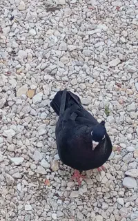 زاغ